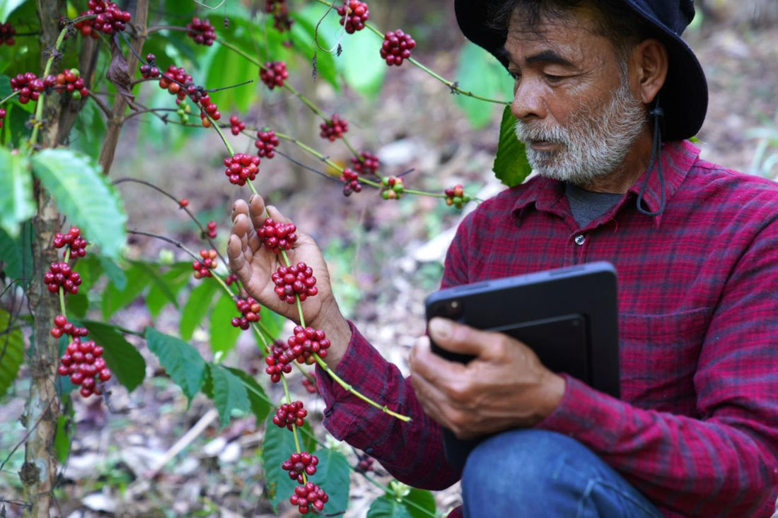 Kahve Çekirdeği Nerede Yetişir? Dünyada Kahvenin Yetiştiği Önemli Bölgeler - Mood Coffee Roastery